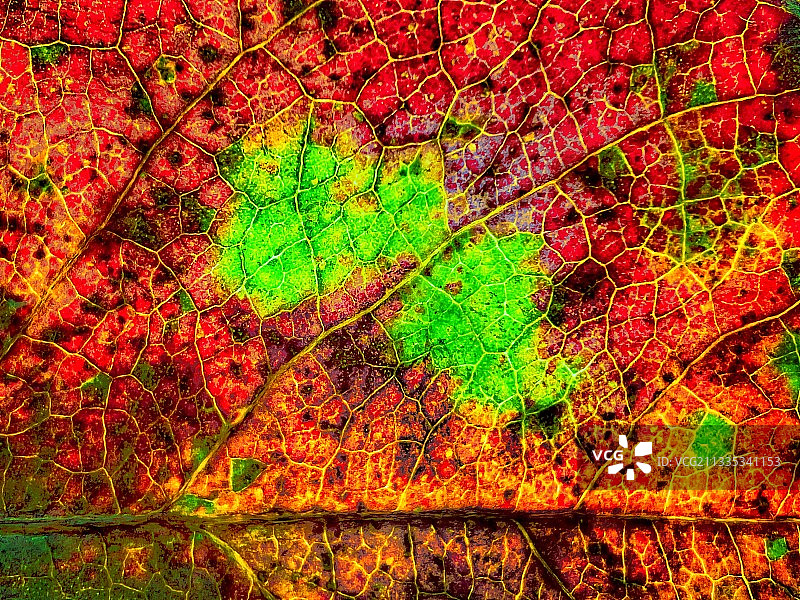 《疫情脉络图》图片素材