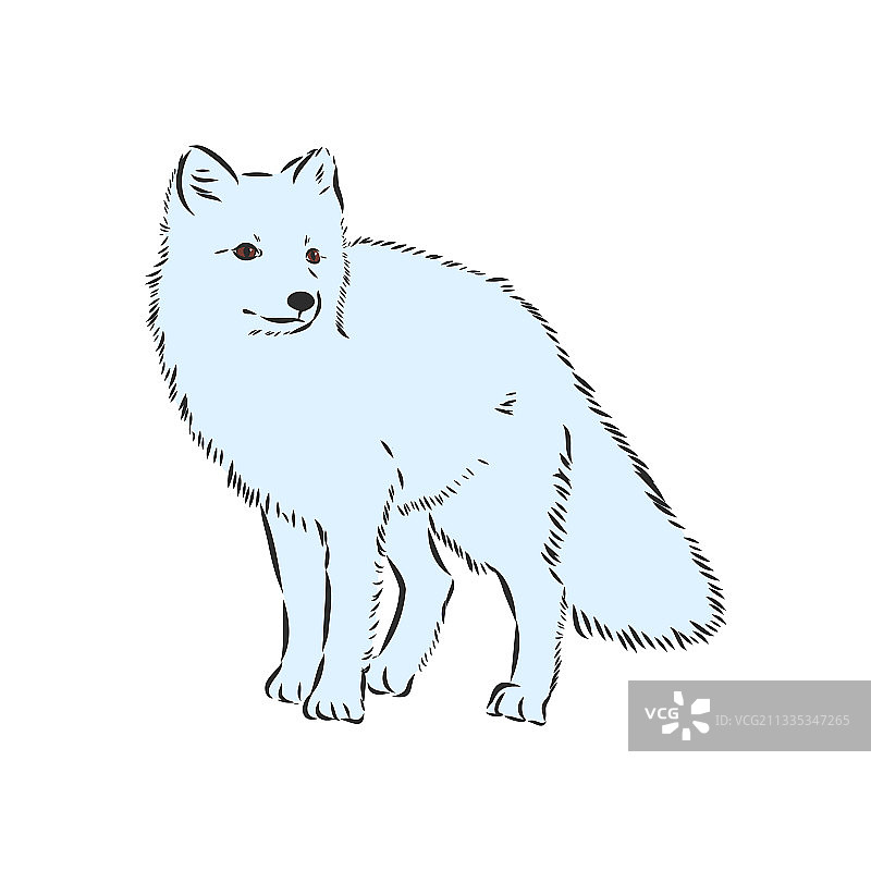 可爱的白色蓬松北极狐面部肖像图片素材