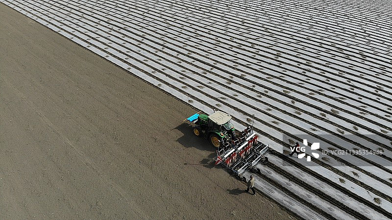 规模化棉花种植图片素材
