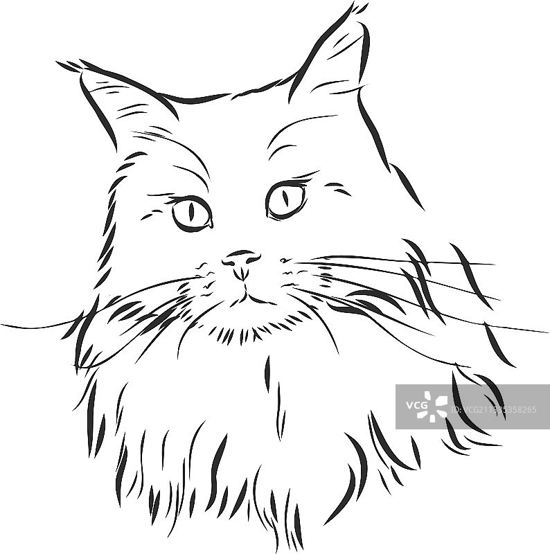 家猫素描肖像图片素材