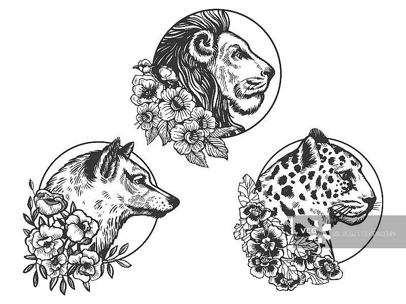 狮子、狼、豹子头部动物素描图片素材