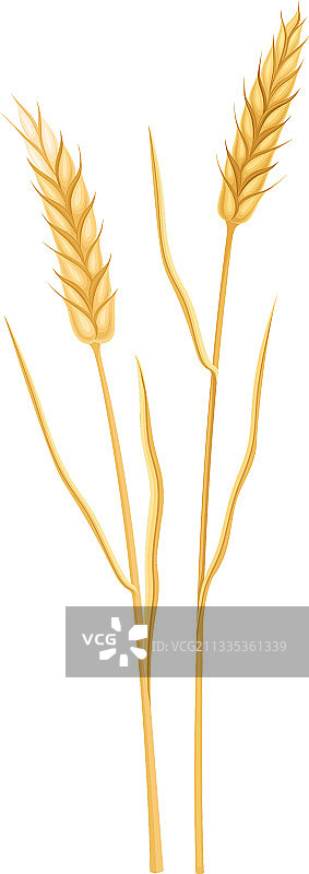 作为粮食作物或谷物的麦穗或大麦穗图片素材