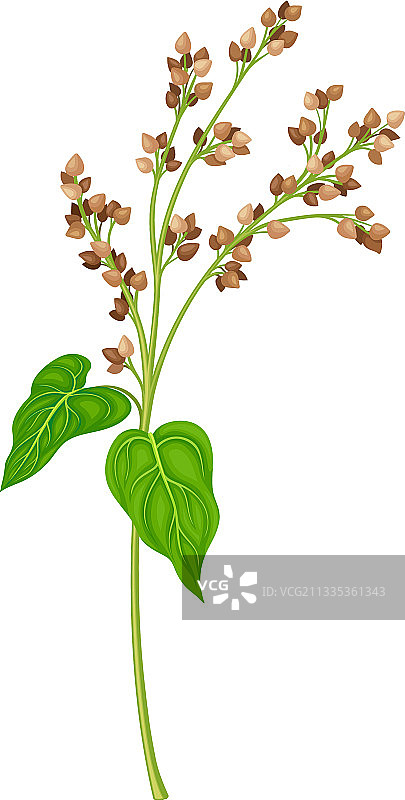 作为粮食作物或谷类作物的荞麦图片素材