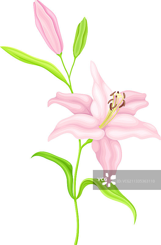 草本开花植物紫色百合花图片素材