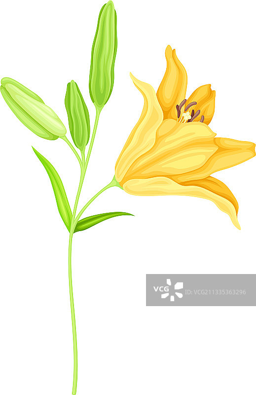 绿色花茎上的大型黄色百合花图片素材