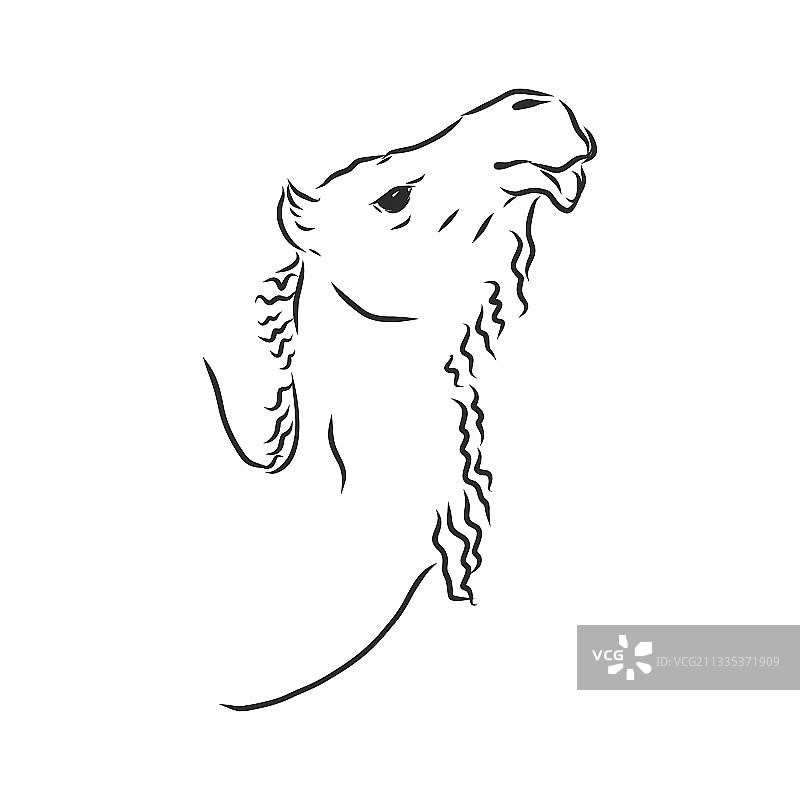 骆驼头素描图片素材