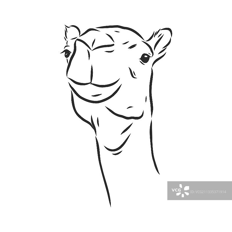 骆驼头素描图片素材