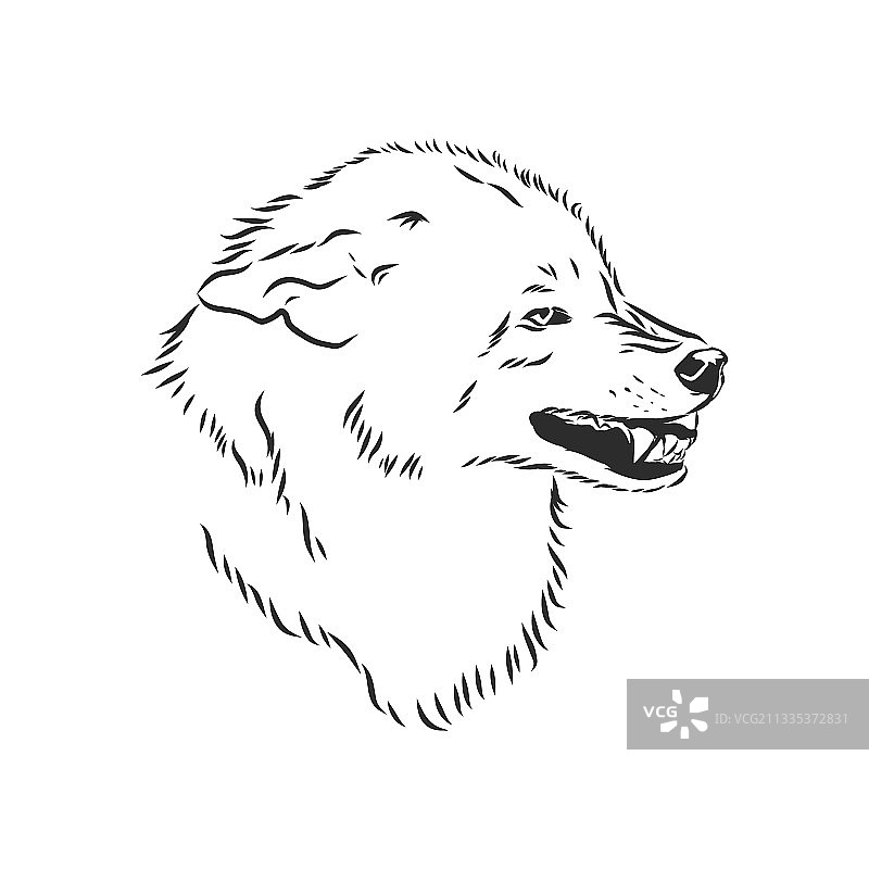 愤怒的狼龇牙咧嘴头像图片素材