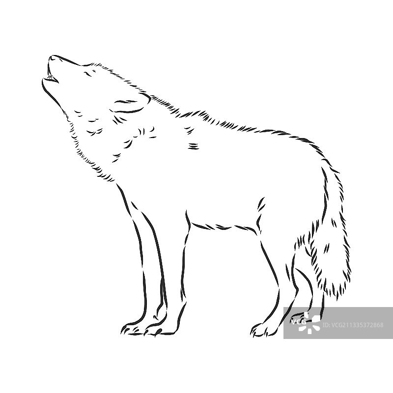 狼头狼嚎叫狼头素描图片素材