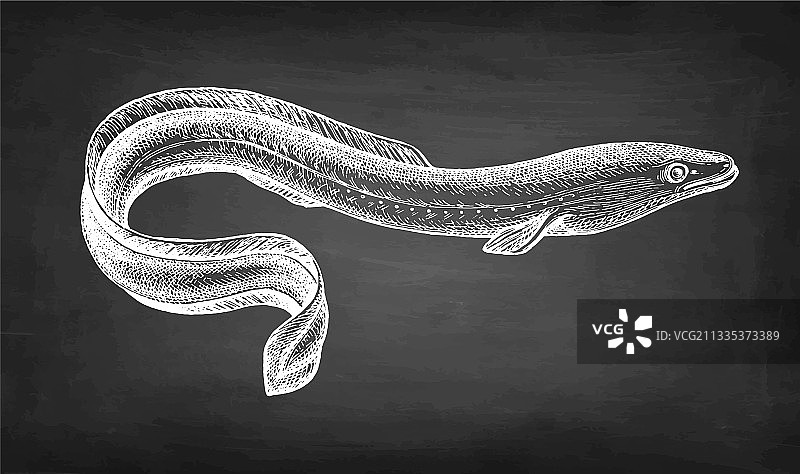 粉笔画日式鳗鱼图片素材