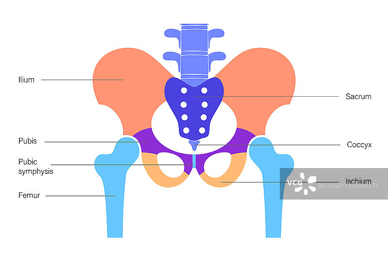 骨盆骨骼和肌肉图片素材