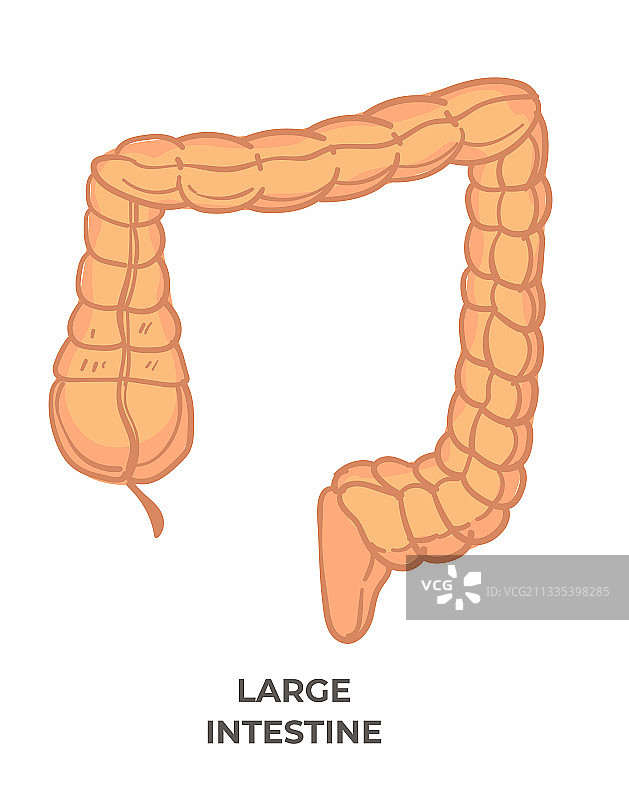 大肠消化系统人体图片素材