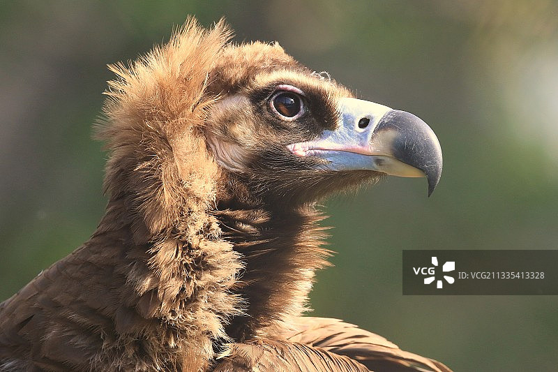 秃鹫图片素材