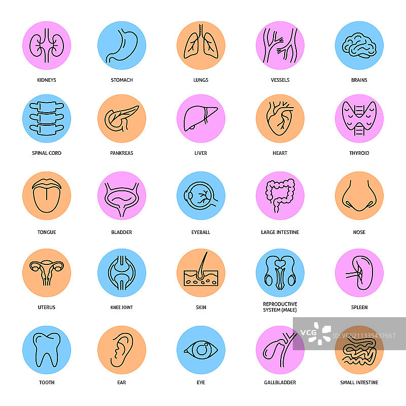 医疗套装：人体内脏线性图标图片素材