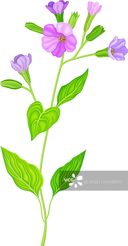 盛开的紫罗兰花肺草植物图片素材