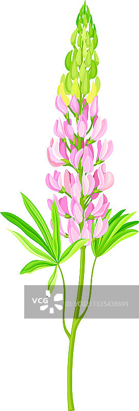 掌状羽裂叶的羽扇豆开花植物图片素材