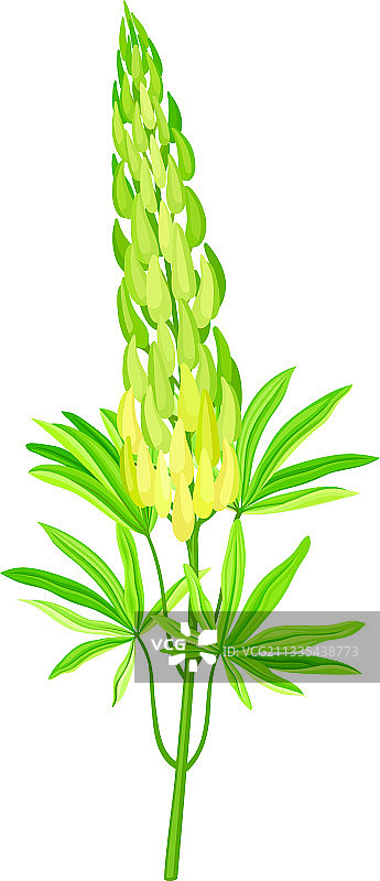 盛开的羽扇豆图片素材