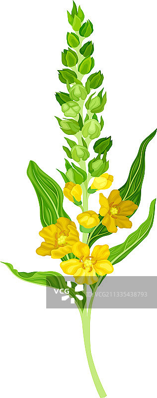 具有密集莲座叶丛的毛蕊花图片素材