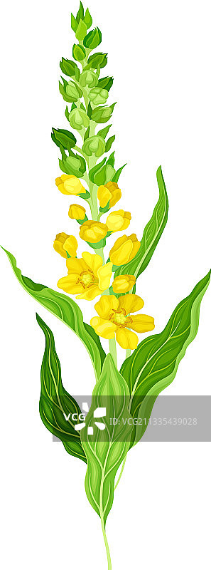 具有密集莲座叶丛的毛蕊花图片素材