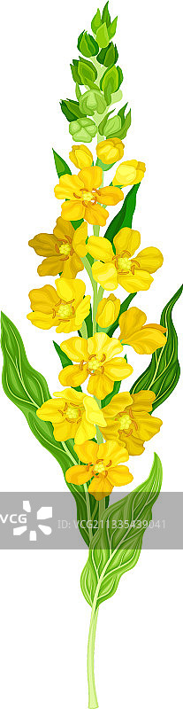 具有黄色小花的毛蕊花图片素材