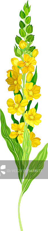 具有高大花茎和黄色花朵的毛蕊花图片素材