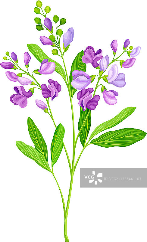 叶片细长的苜蓿或紫花苜蓿图片素材