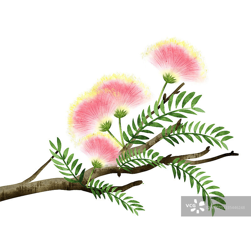 中国风合欢花插画元素图片素材