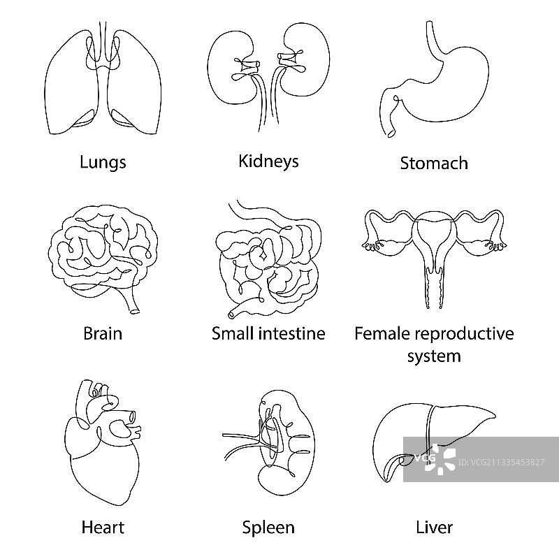 人体器官集合连续线条画图片素材