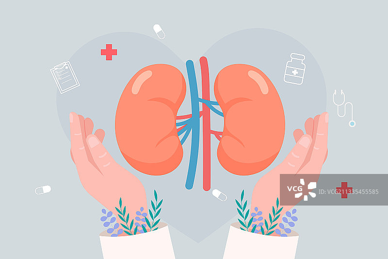 呵护肾脏健康矢量插画图片素材