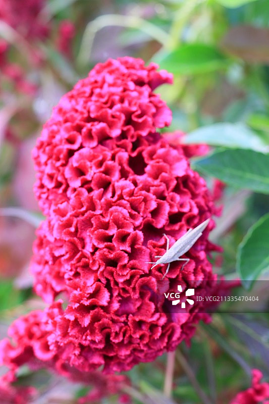 鸡冠花图片素材