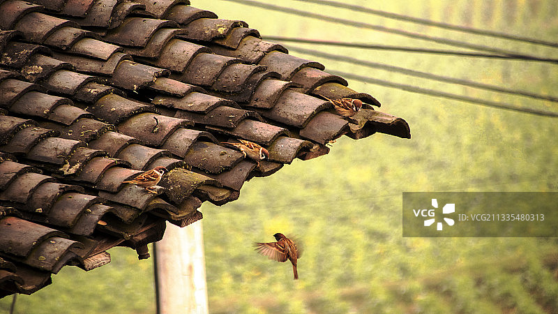 麻雀与房檐图片素材