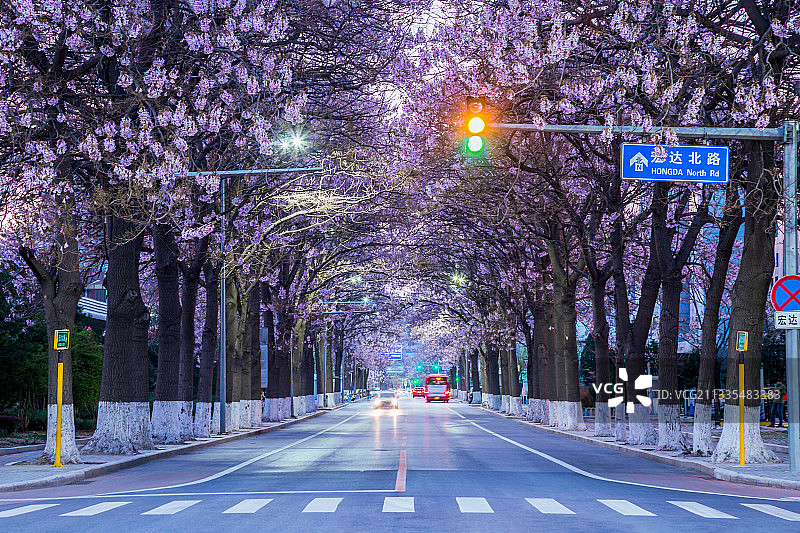 泡桐大道+北京亦庄区图片素材