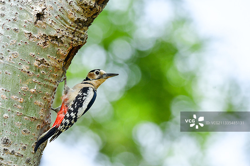 大斑啄木鸟图片素材