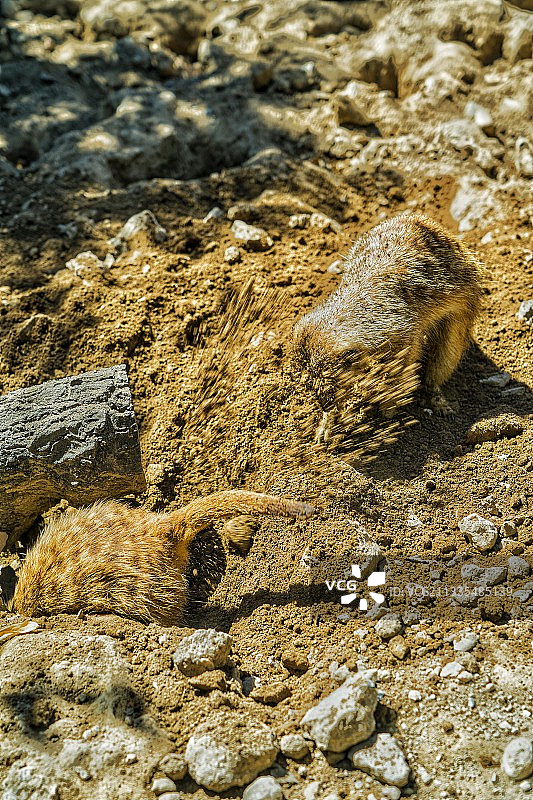 刨坑打洞图片素材