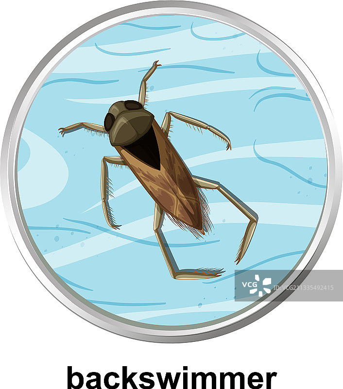 俯视仰泳蝽图片素材