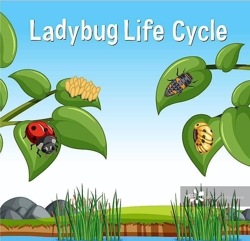 瓢虫生命周期场景图片素材