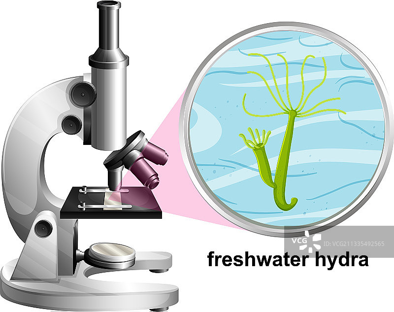 带有解剖结构淡水的显微镜图片素材