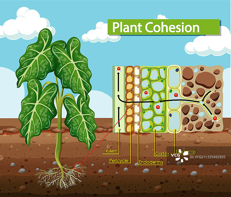 显示植物内聚力的图表图片素材