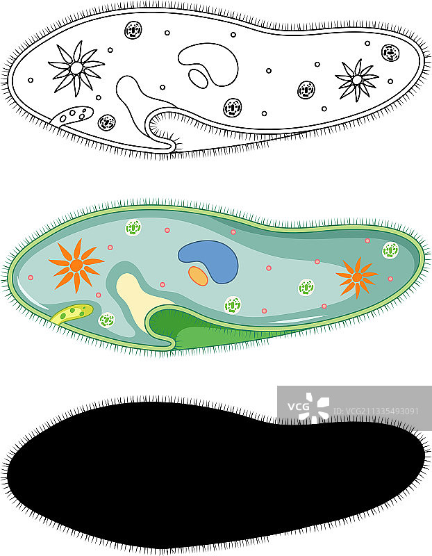 轮廓和涂鸦中的草履虫图片素材