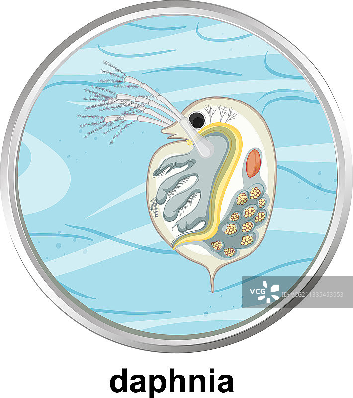白色背景上的水蚤解剖结构图片素材
