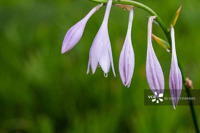 玉簪百合花图片素材