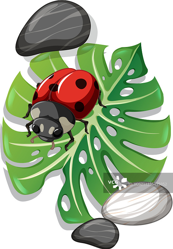 孤立的蓬莱蕉叶上的瓢虫顶视图图片素材