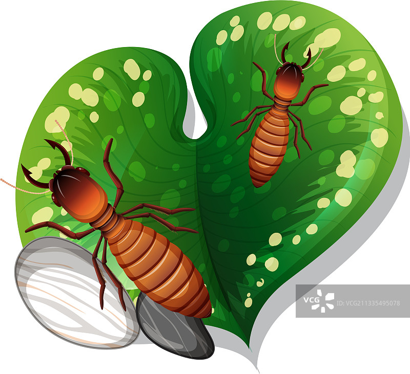 树叶上的白蚁俯视图图片素材