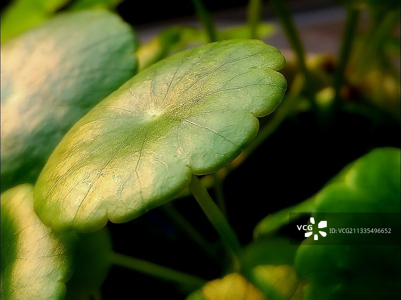 铜钱特写图片素材