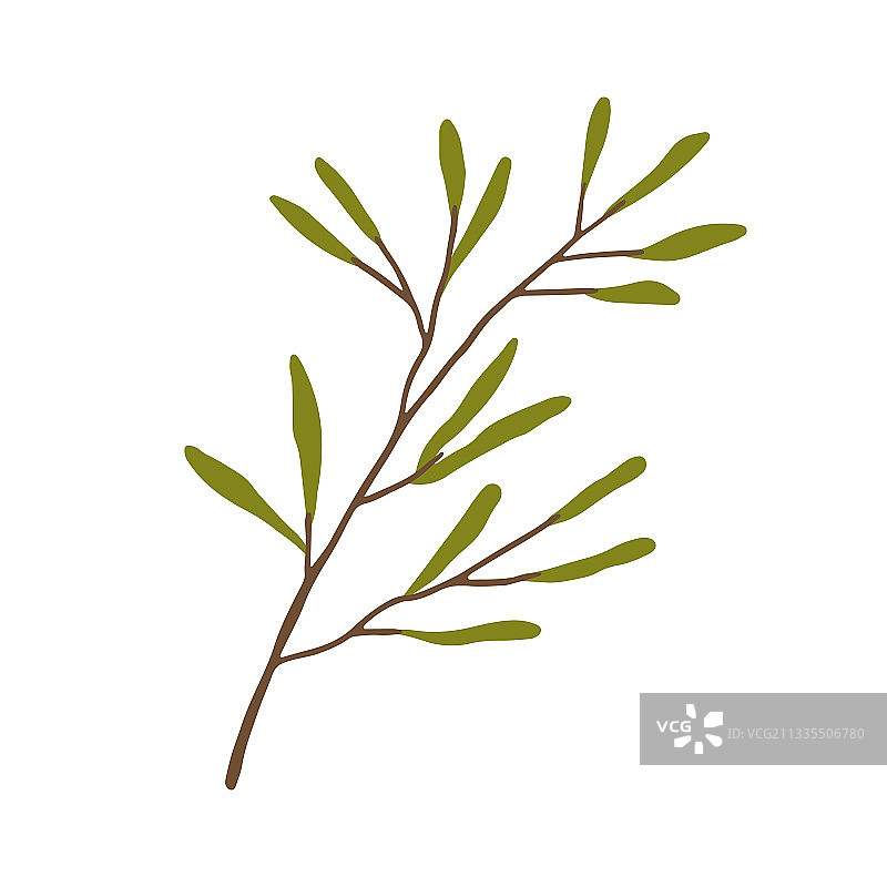 手绘绿色树叶树枝图片素材