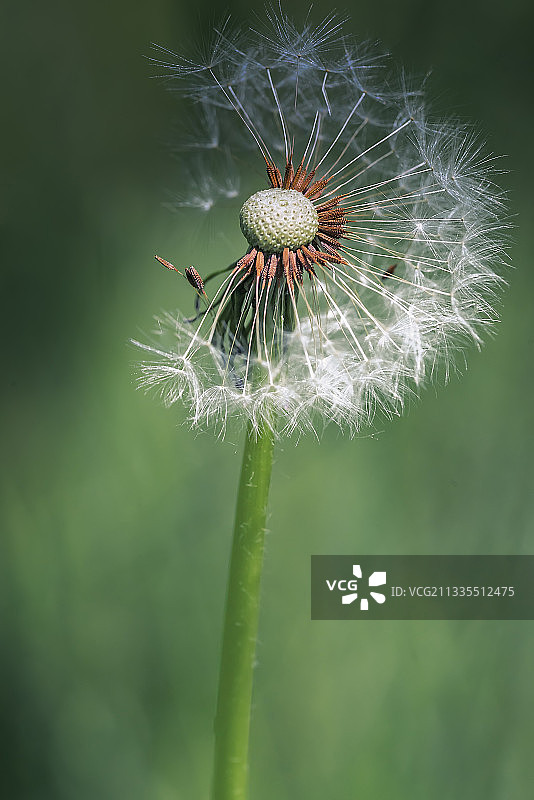 蒲公英的种子图片素材