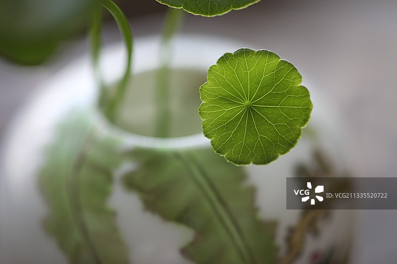 铜钱草图片素材