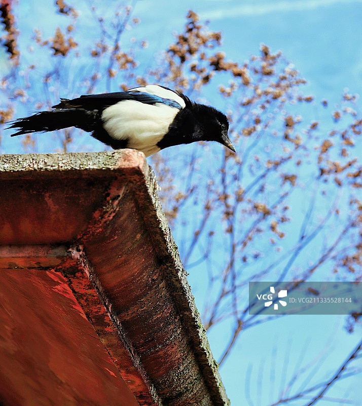檐上的喜鹊图片素材