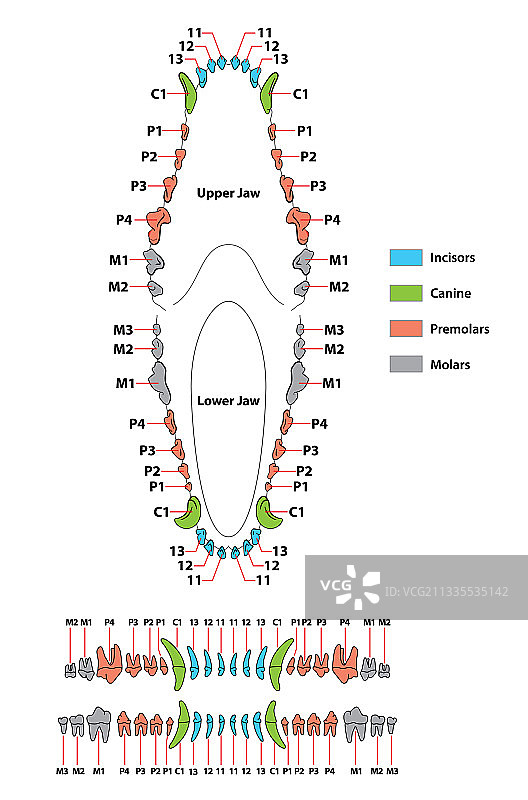 犬齿牙科公式构建图片素材