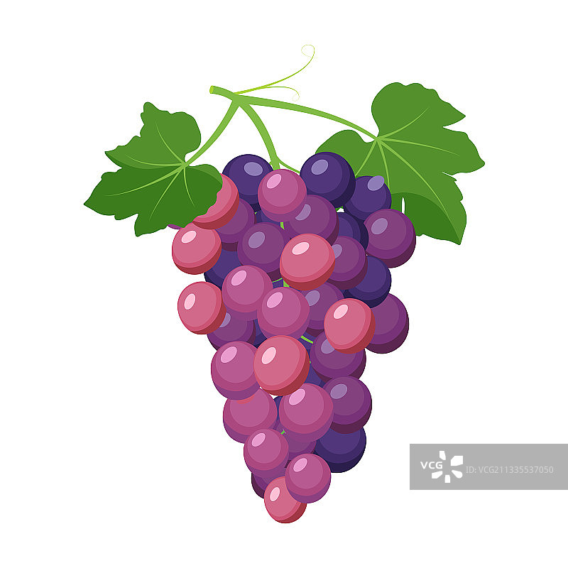 紫色葡萄串图片素材